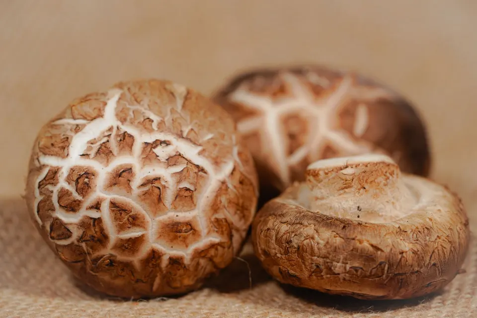 Shiitake mit rissiger Hutoberfläche auf Jute